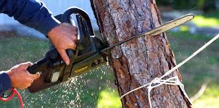 Why Choose Our Tree Removal Services in Steele Creek, AK?