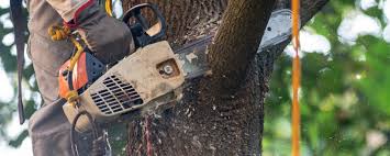 Best Tree Maintenance Programs  in Steele Creek, AK