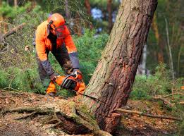 Best Commercial Tree Services  in Steele Creek, AK