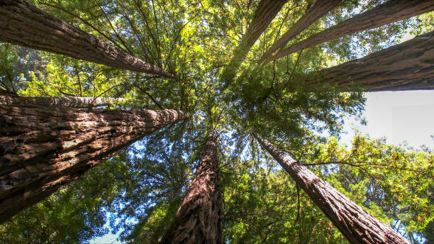 Best Root Management and Removal  in Steele Creek, AK