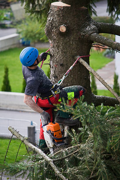 Best Leaf Removal  in Steele Creek, AK