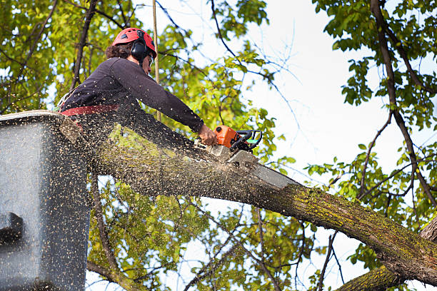 Best Emergency Tree Removal  in Steele Creek, AK