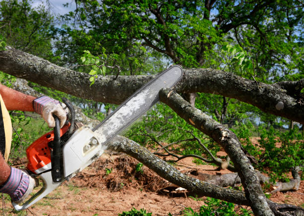 Best Tree Trimming and Pruning  in Steele Creek, AK